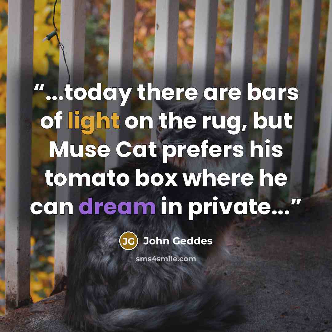 “...today there are bars of light on the rug, but Muse Cat prefers his tomato box where he can dream in private...” quote by John Geddes