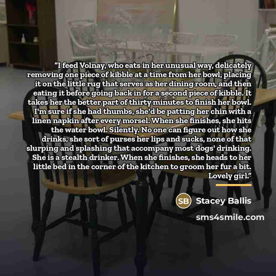 “I feed Volnay, who eats in her unusual way, delicately removing one piece of kibble at a time from her bowl, placing it on the little rug that serves as her dining room, and then eating it before going back in for a second piece of kibble. It takes her the better part of thirty minutes to finish…” quote by Stacey Ballis