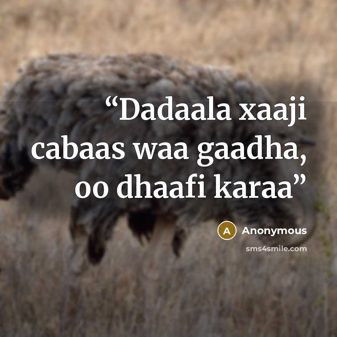 “Dadaala xaaji cabaas waa gaadha, oo dhaafi karaa” quote by Anonymous