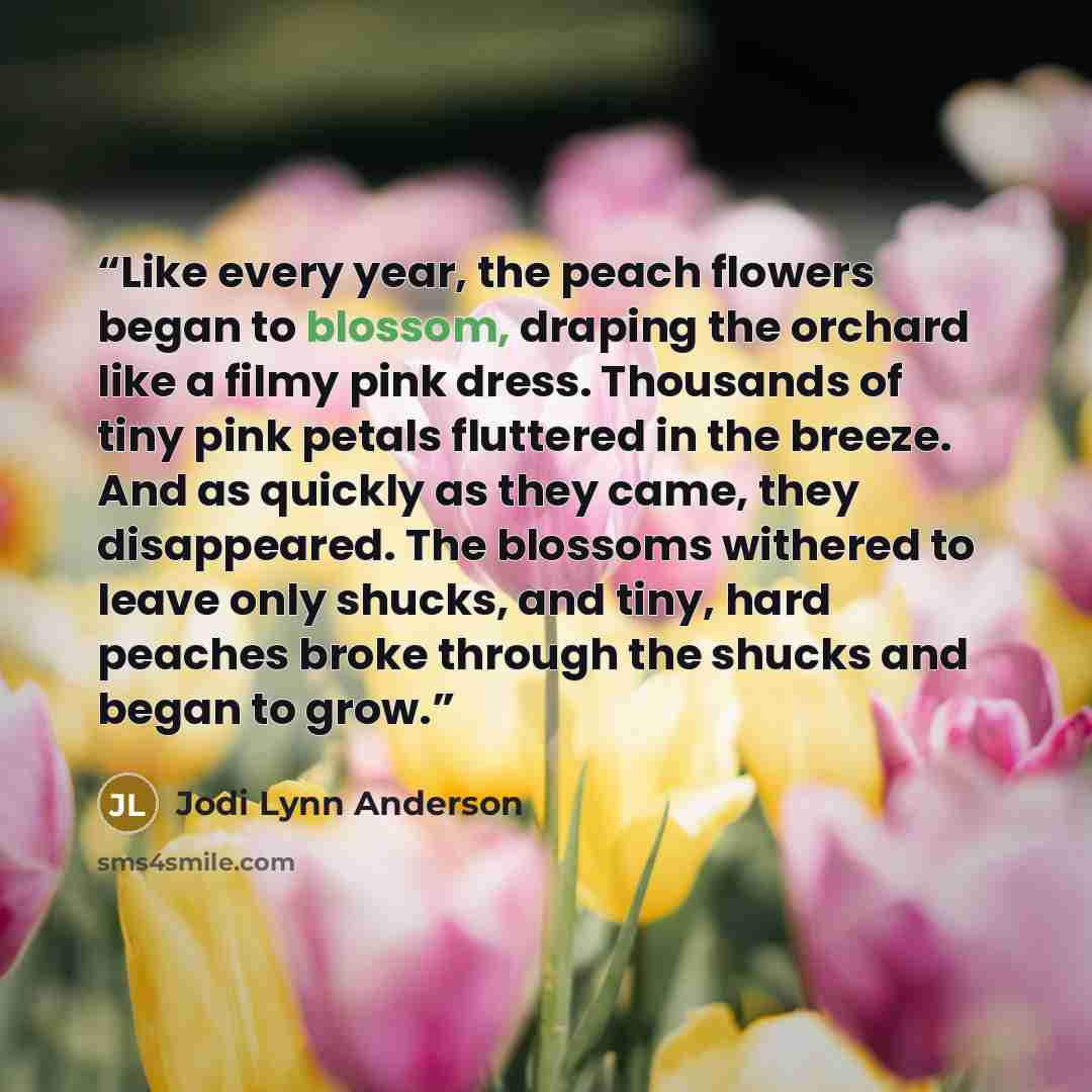 “Like every year, the peach flowers began to blossom, draping the orchard like a filmy pink dress. Thousands of tiny pink petals fluttered in the breeze. And as quickly as they came, they disappeared. The blossoms withered to leave only shucks, and tiny, hard peaches broke through the shucks and…” quote by Jodi Lynn Anderson