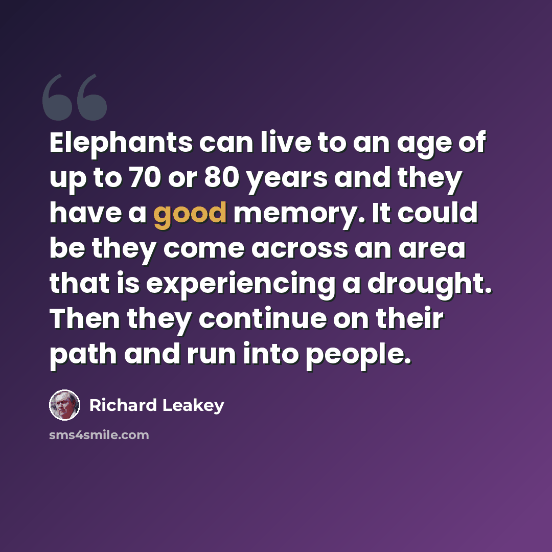 “Elephants can live to an age of up to 70 or 80 years and they have a good memory. It could be they come across an area that is experiencing a drought. Then they continue on their path and run into people.” quote by Richard Leakey