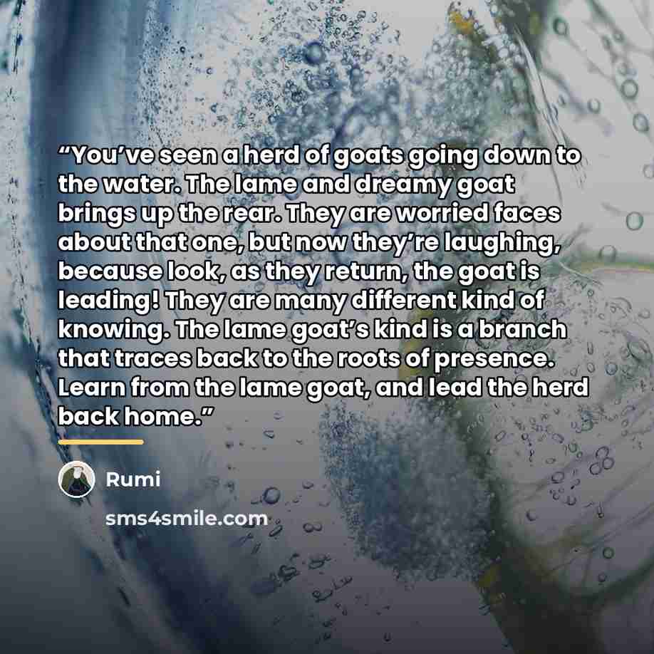 “You’ve seen a herd of goats going down to the water. The lame and dreamy goat brings up the rear. They are worried faces about that one, but now they’re laughing, because look, as they return, the goat is leading! They are many different kind of knowing. The lame goat’s kind is a branch that…” quote by Rumi