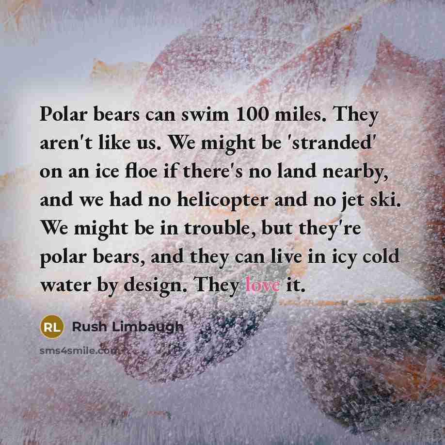 “Polar bears can swim 100 miles. They aren't like us. We might be 'stranded' on an ice floe if there's no land nearby, and we had no helicopter and no jet ski. We might be in trouble, but they're polar bears, and they can live in icy cold water by design. They love it.” quote by Rush Limbaugh