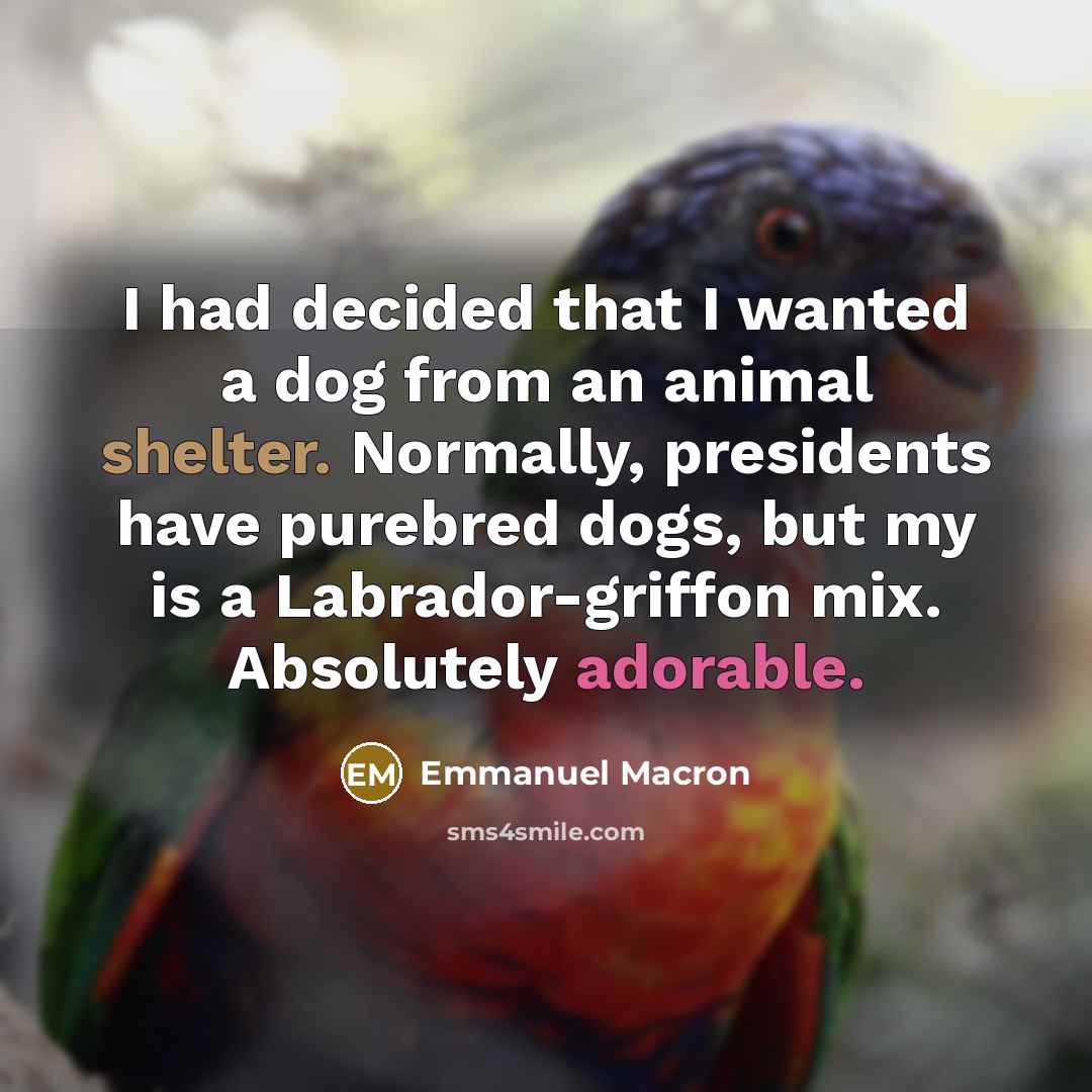 “I had decided that I wanted a dog from an animal shelter. Normally, presidents have purebred dogs, but my is a Labrador-griffon mix. Absolutely adorable.” quote by Emmanuel Macron
