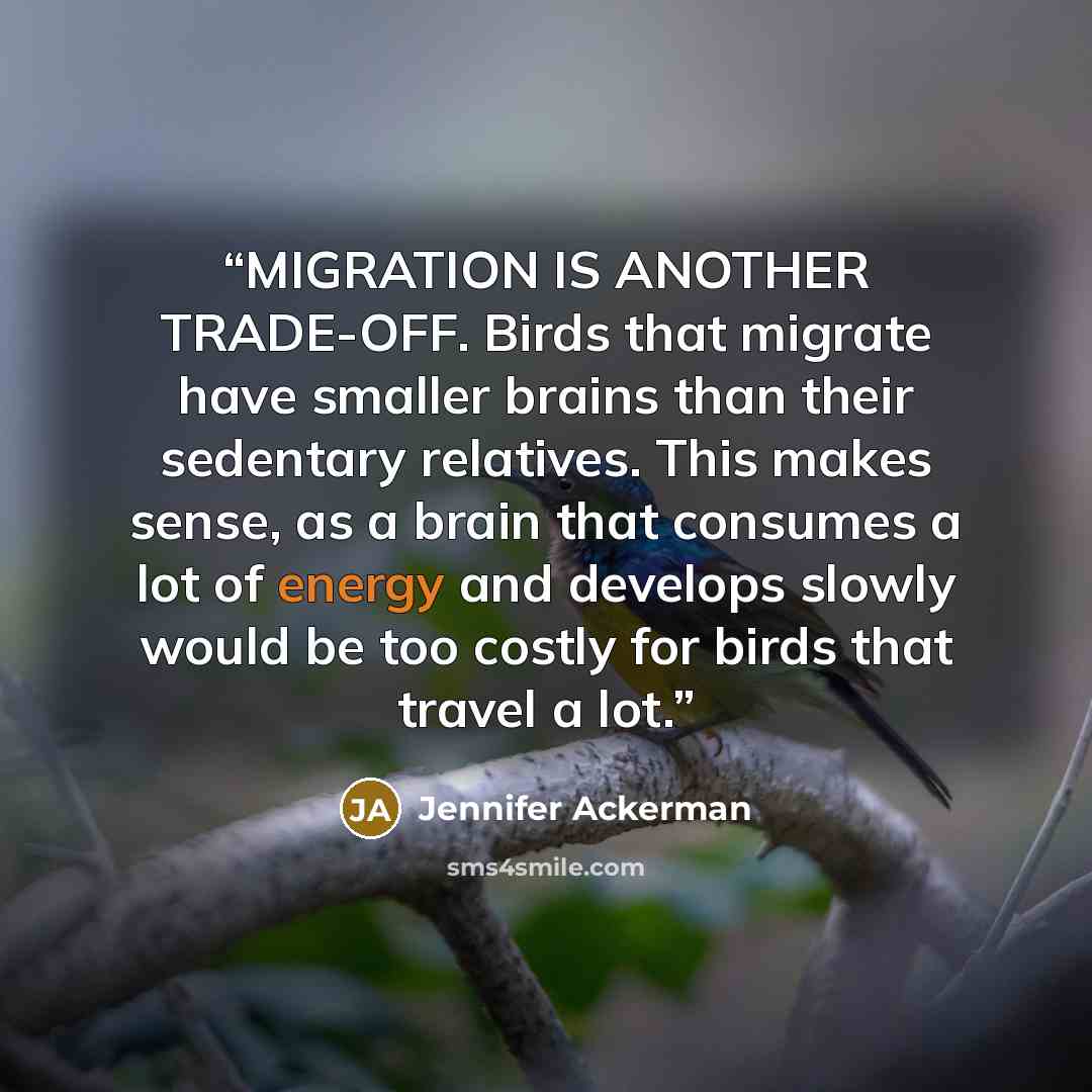 “MIGRATION IS ANOTHER TRADE-OFF. Birds that migrate have smaller brains than their sedentary relatives. This makes sense, as a brain that consumes a lot of energy and develops slowly would be too costly for birds that travel a lot.” quote by Jennifer Ackerman