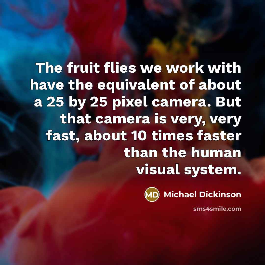 “The fruit flies we work with have the equivalent of about a 25 by 25 pixel camera. But that camera is very, very fast, about 10 times faster than the human visual system.” quote by Michael Dickinson