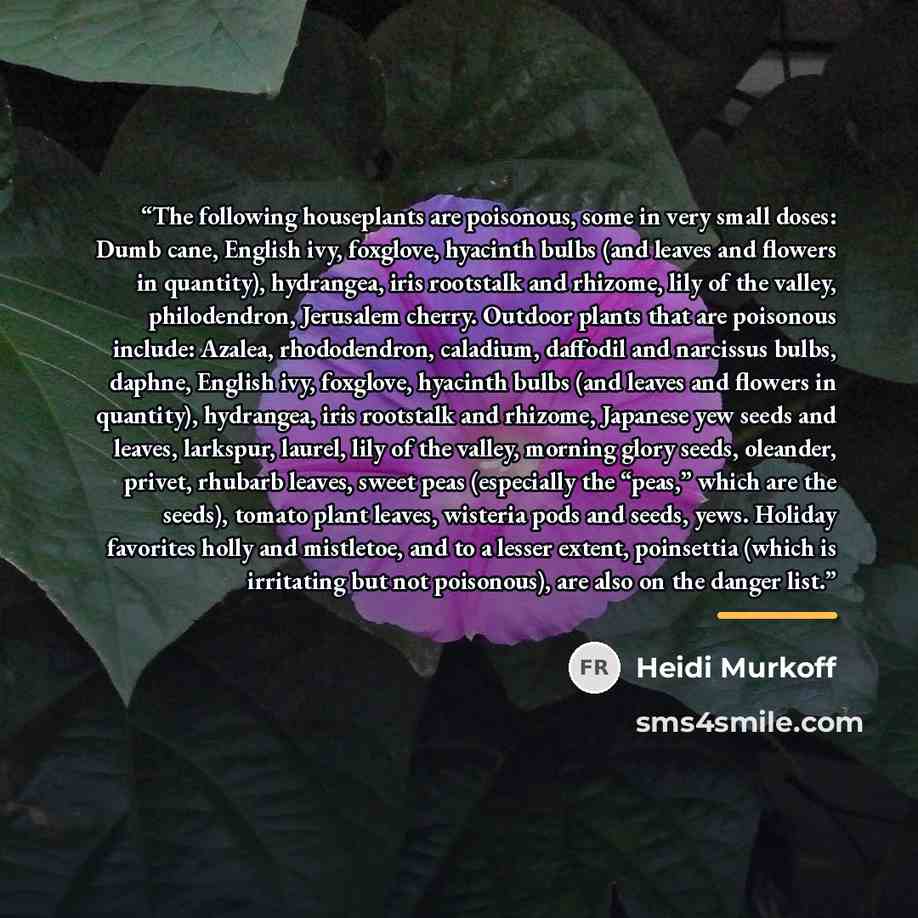 “The following houseplants are poisonous, some in very small doses: Dumb cane, English ivy, foxglove, hyacinth bulbs (and leaves and flowers in quantity), hydrangea, iris rootstalk and rhizome, lily of the valley, philodendron, Jerusalem cherry. Outdoor plants that are poisonous include: Azalea…” quote by Heidi Murkoff