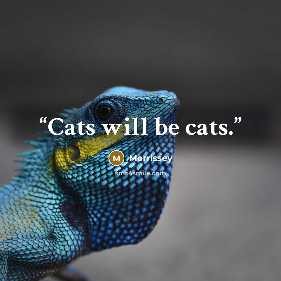 “Cats will be cats.” quote by Morrissey