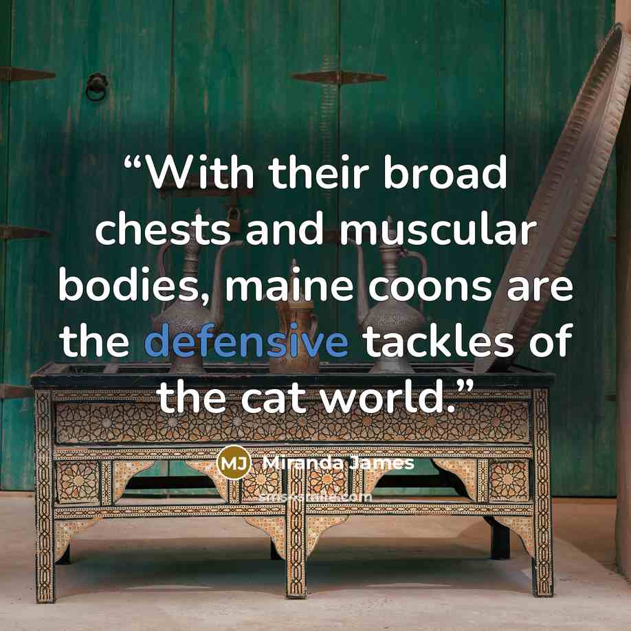 “With their broad chests and muscular bodies, maine coons are the defensive tackles of the cat world.” quote by Miranda James