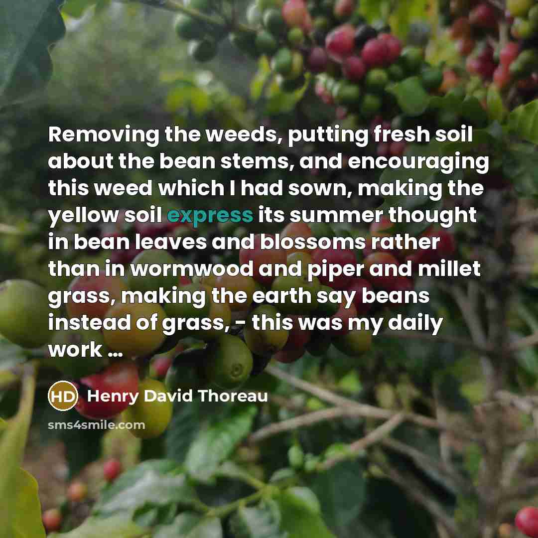 “Removing the weeds, putting fresh soil about the bean stems, and encouraging this weed which I had sown, making the yellow soil express its summer thought in bean leaves and blossoms rather than in wormwood and piper and millet grass, making the earth say beans instead of grass, - this was my…” quote by Henry David Thoreau