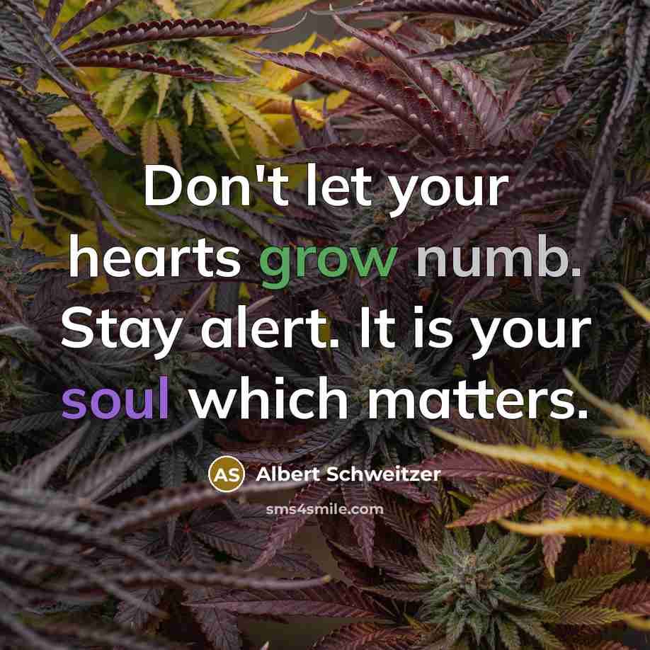 “Don't let your hearts grow numb. Stay alert. It is your soul which matters.” quote by Albert Schweitzer