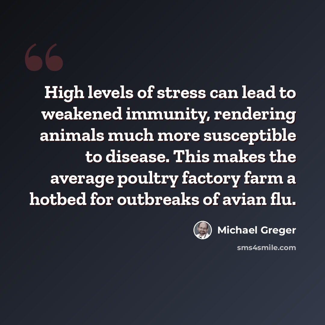 “High levels of stress can lead to weakened immunity, rendering animals much more susceptible to disease. This makes the average poultry factory farm a hotbed for outbreaks of avian flu.” quote by Michael Greger