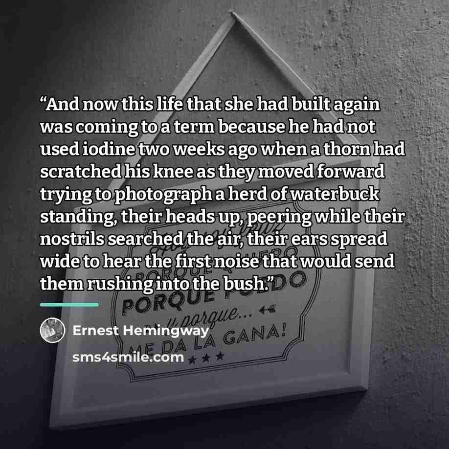 “And now this life that she had built again was coming to a term because he had not used iodine two weeks ago when a thorn had scratched his knee as they moved forward trying to photograph a herd of waterbuck standing, their heads up, peering while their nostrils searched the air, their ears spread…” quote by Ernest Hemingway