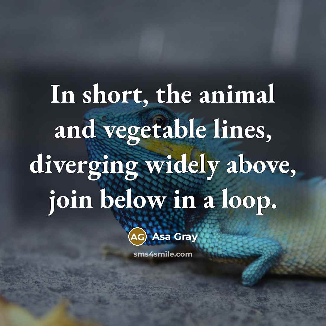 “In short, the animal and vegetable lines, diverging widely above, join below in a loop.” quote by Asa Gray