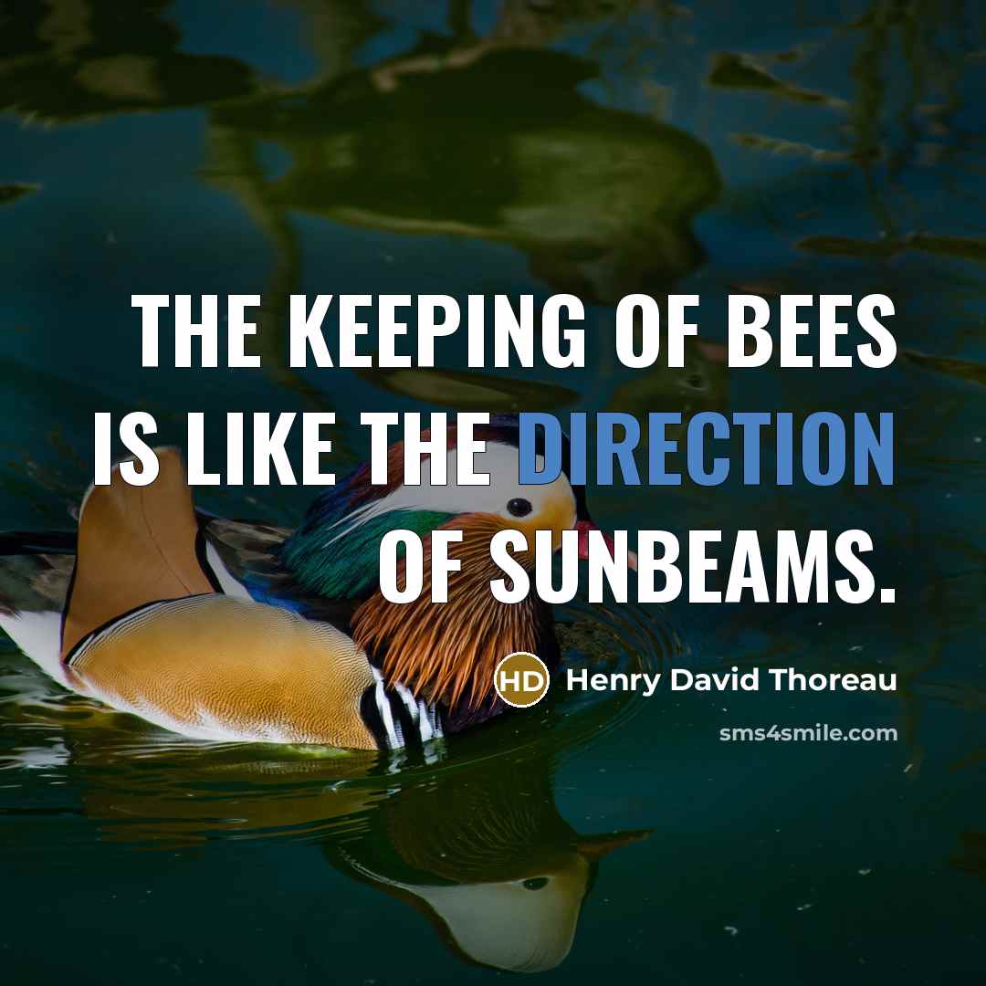“The keeping of bees is like the direction of sunbeams.” quote by Henry David Thoreau