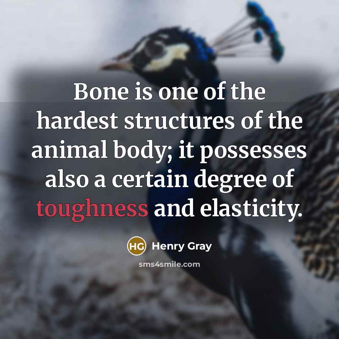 “Bone is one of the hardest structures of the animal body; it possesses also a certain degree of toughness and elasticity.” quote by Henry Gray