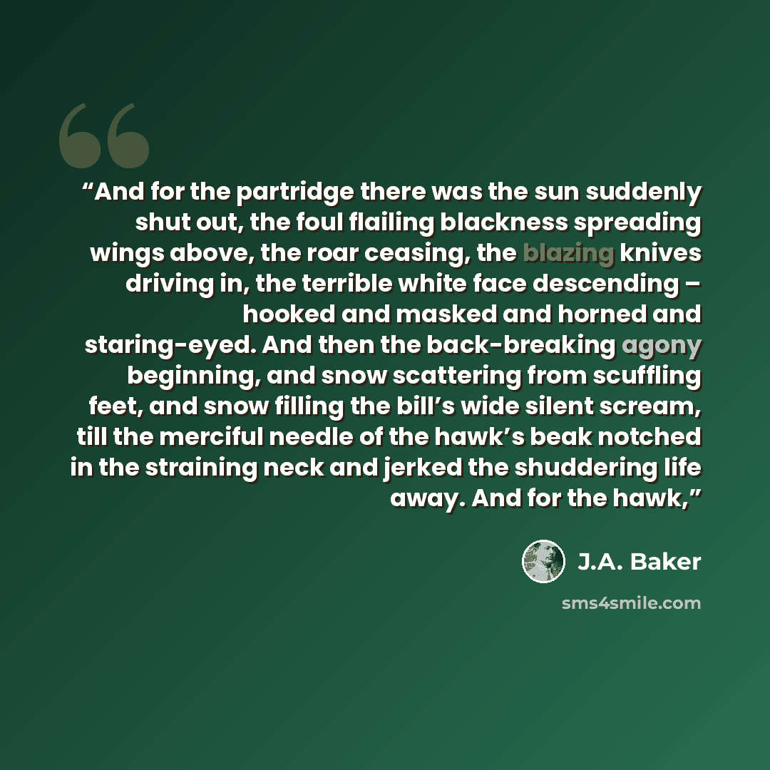 “And for the partridge there was the sun suddenly shut out, the foul flailing blackness spreading wings above, the roar ceasing, the blazing knives driving in, the terrible white face descending – hooked and masked and horned and staring-eyed. And then the back-breaking agony beginning, and snow…” quote by J.A. Baker