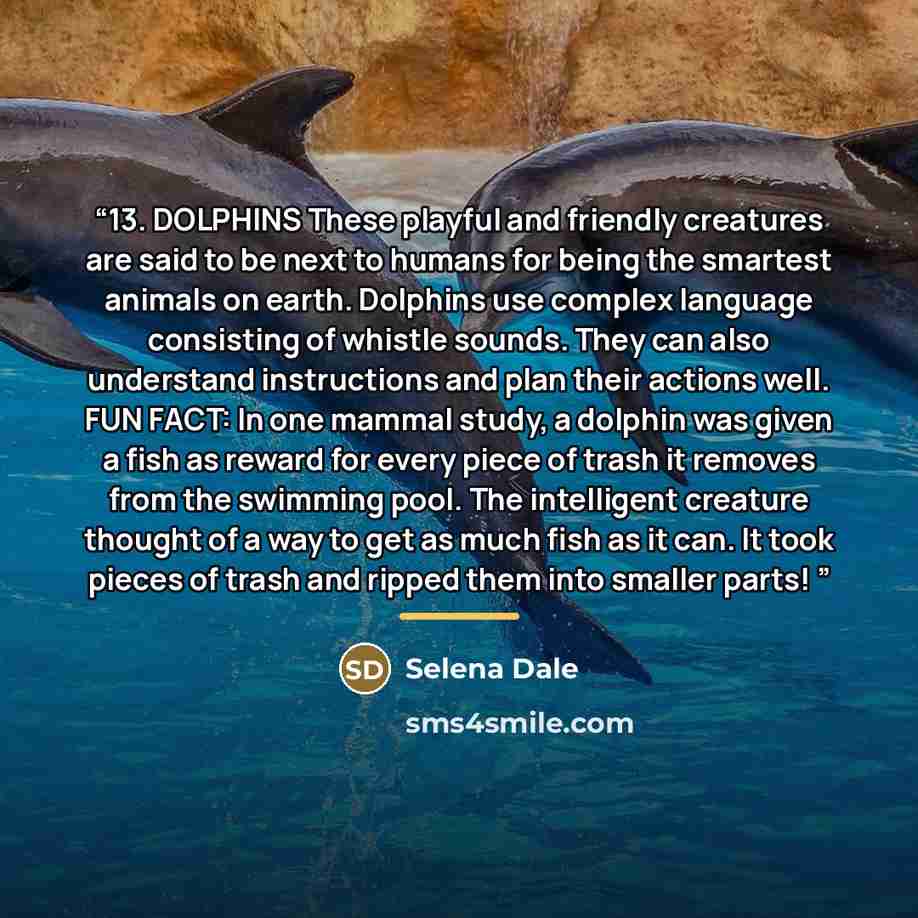 “13. DOLPHINS These playful and friendly creatures are said to be next to humans for being the smartest animals on earth. Dolphins use complex language consisting of whistle sounds. They can also understand instructions and plan their actions well. FUN FACT: In one mammal study, a dolphin was given…” quote by Selena Dale