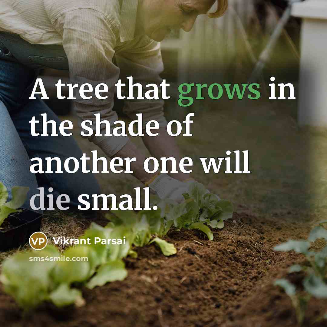 “A tree that grows in the shade of another one will die small.” quote by Vikrant Parsai