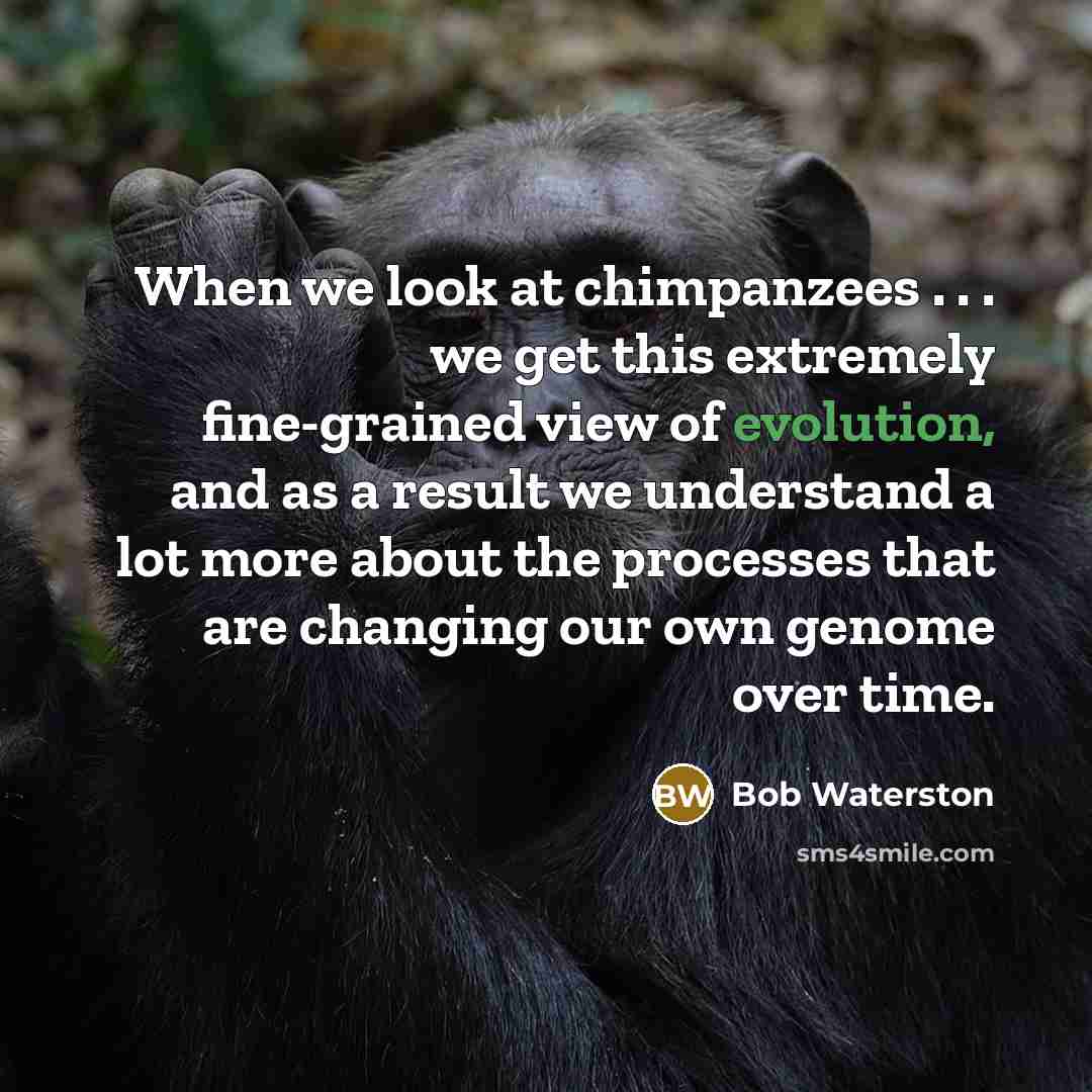 “When we look at chimpanzees . . . we get this extremely fine-grained view of evolution, and as a result we understand a lot more about the processes that are changing our own genome over time.” quote by Bob Waterston