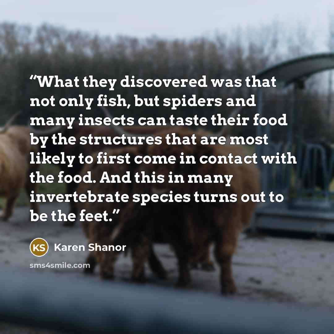 “What they discovered was that not only fish, but spiders and many insects can taste their food by the structures that are most likely to first come in contact with the food. And this in many invertebrate species turns out to be the feet.” quote by Karen Shanor
