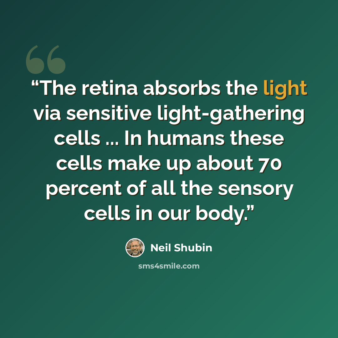 “The retina absorbs the light via sensitive light-gathering cells ... In humans these cells make up about 70 percent of all the sensory cells in our body.” quote by Neil Shubin