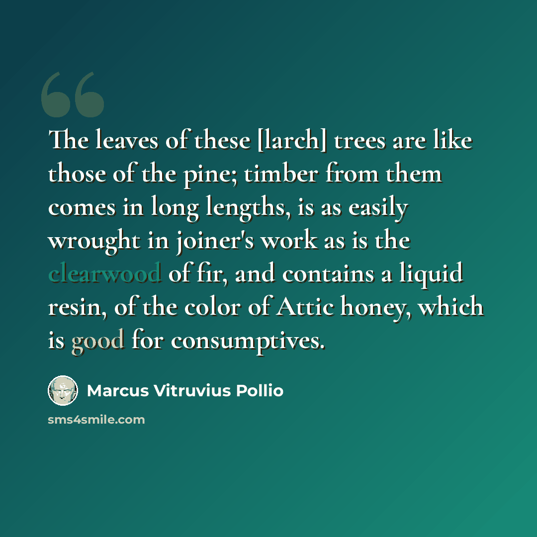 “The leaves of these [larch] trees are like those of the pine; timber from them comes in long lengths, is as easily wrought in joiner's work as is the clearwood of fir, and contains a liquid resin, of the color of Attic honey, which is good for consumptives.” quote by Marcus Vitruvius Pollio