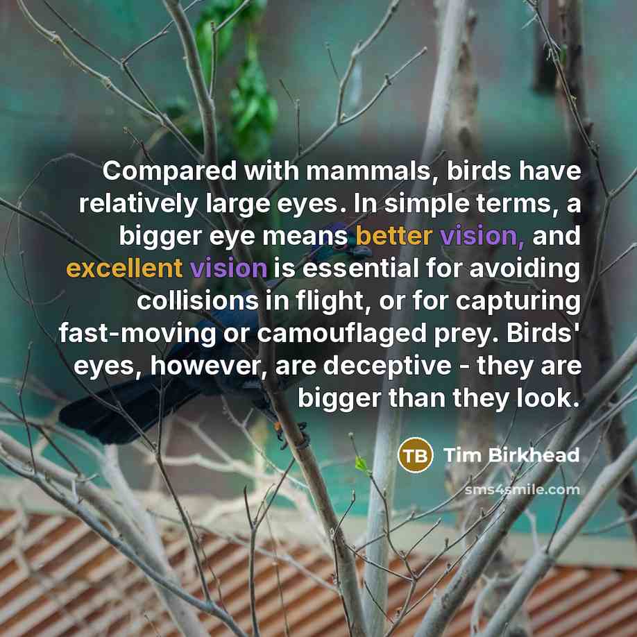 “Compared with mammals, birds have relatively large eyes. In simple terms, a bigger eye means better vision, and excellent vision is essential for avoiding collisions in flight, or for capturing fast-moving or camouflaged prey. Birds' eyes, however, are deceptive - they are bigger than they look.” quote by Tim Birkhead