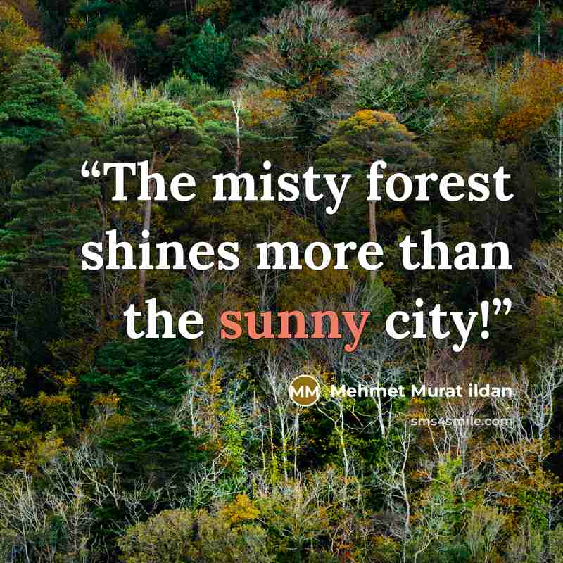 “The misty forest shines more than the sunny city!” quote by Mehmet Murat ildan