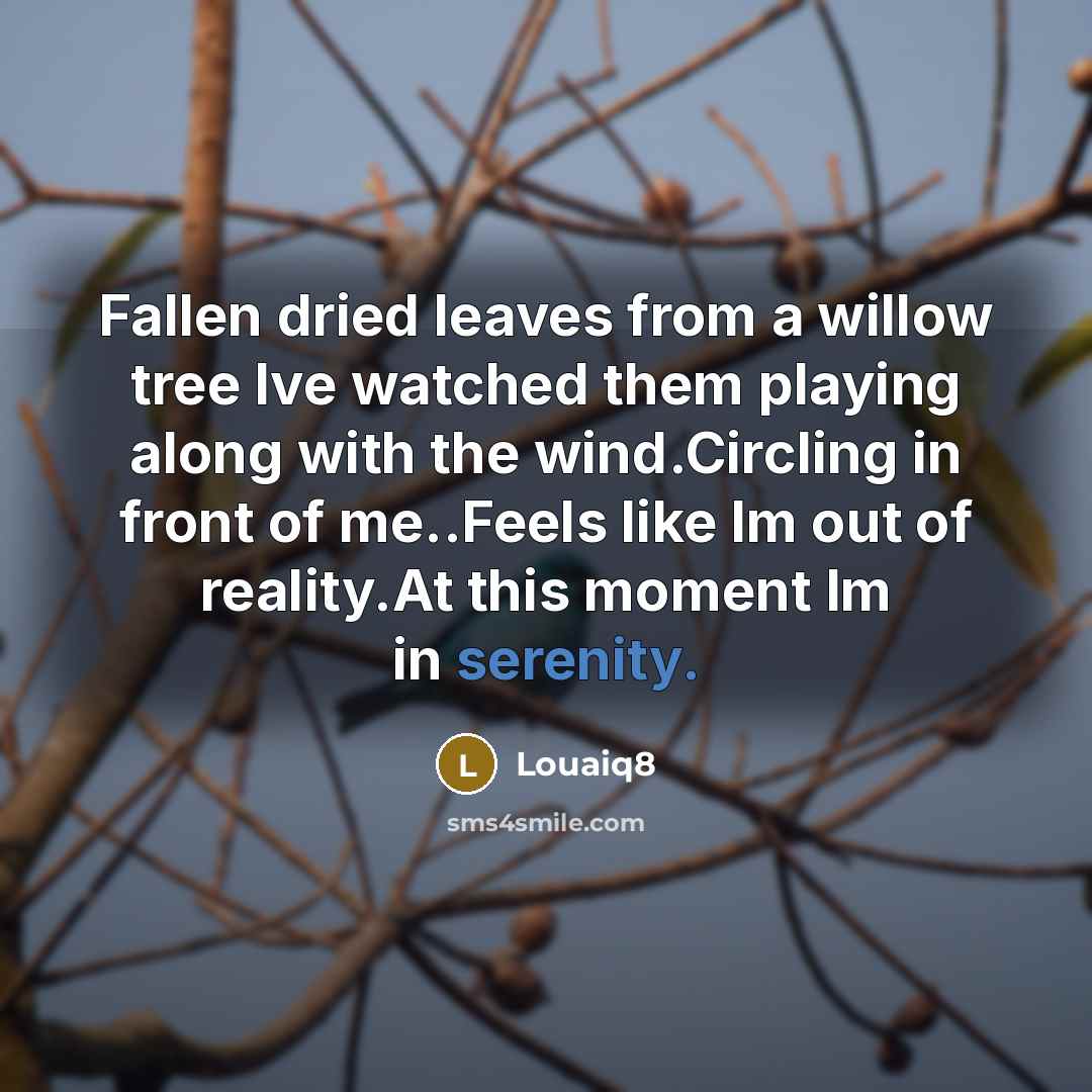 “Fallen dried leaves from a willow tree Ive watched them playing along with the wind.Circling in front of me..Feels like Im out of reality.At this moment Im in serenity.” quote by Louaiq8