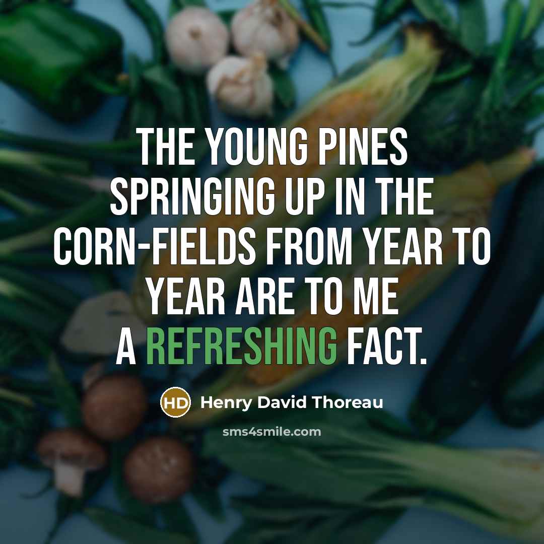 “The young pines springing up in the corn-fields from year to year are to me a refreshing fact.” quote by Henry David Thoreau
