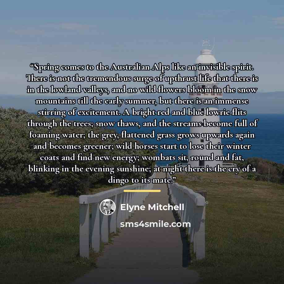 “Spring comes to the Australian Alps like an invisible spirit. There is not the tremendous surge of upthrust life that there is in the lowland valleys, and no wild flowers bloom in the snow mountains till the early summer, but there is an immense stirring of excitement. A bright red and blue lowrie…” quote by Elyne Mitchell