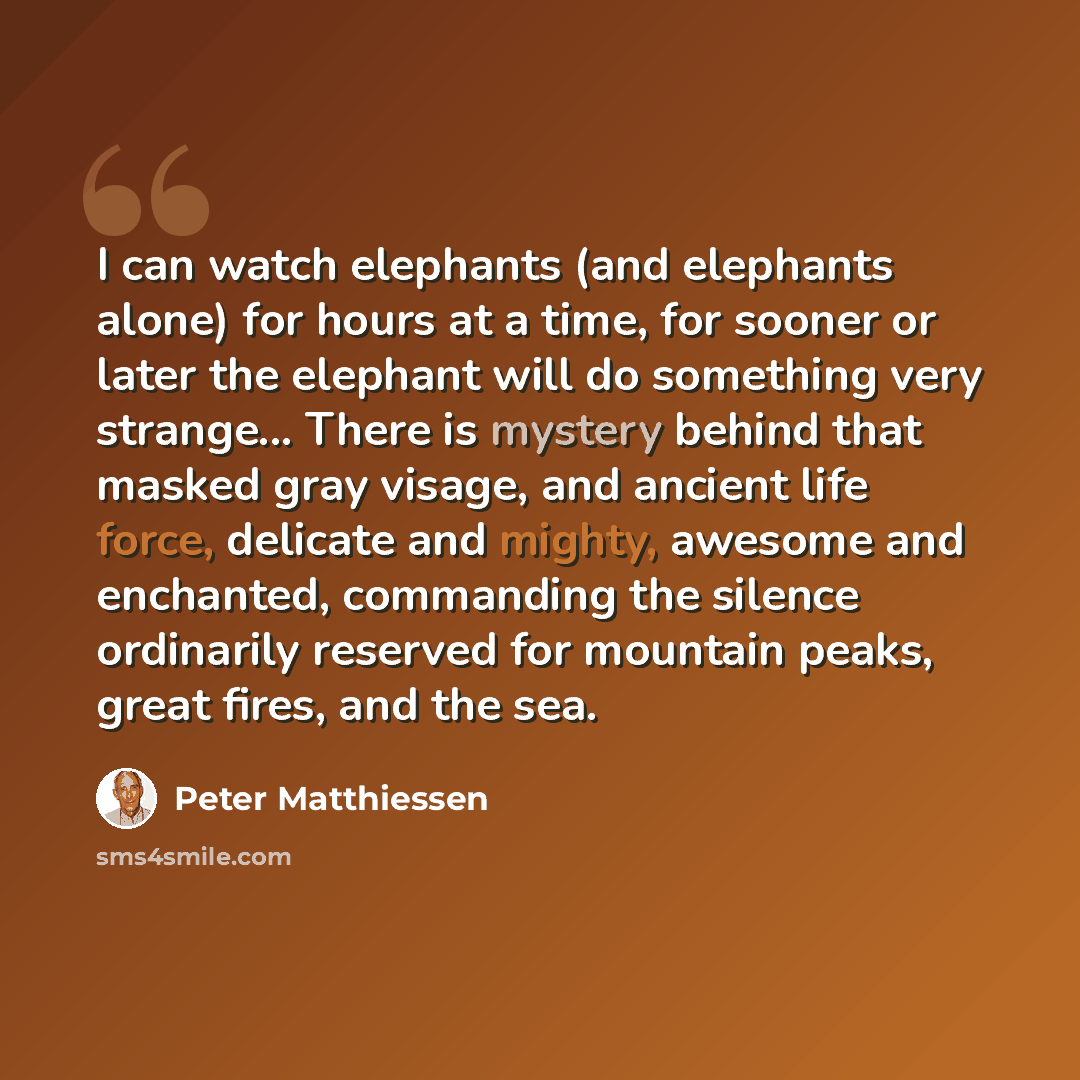 “I can watch elephants (and elephants alone) for hours at a time, for sooner or later the elephant will do something very strange... There is mystery behind that masked gray visage, and ancient life force, delicate and mighty, awesome and enchanted, commanding the silence ordinarily reserved for…” quote by Peter Matthiessen