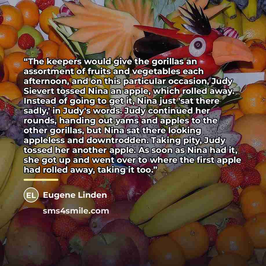 “The keepers would give the gorillas an assortment of fruits and vegetables each afternoon, and on this particular occasion, Judy Sievert tossed Nina an apple, which rolled away. Instead of going to get it, Nina just 'sat there sadly,' in Judy's words. Judy continued her rounds, handing out yams…” quote by Eugene Linden