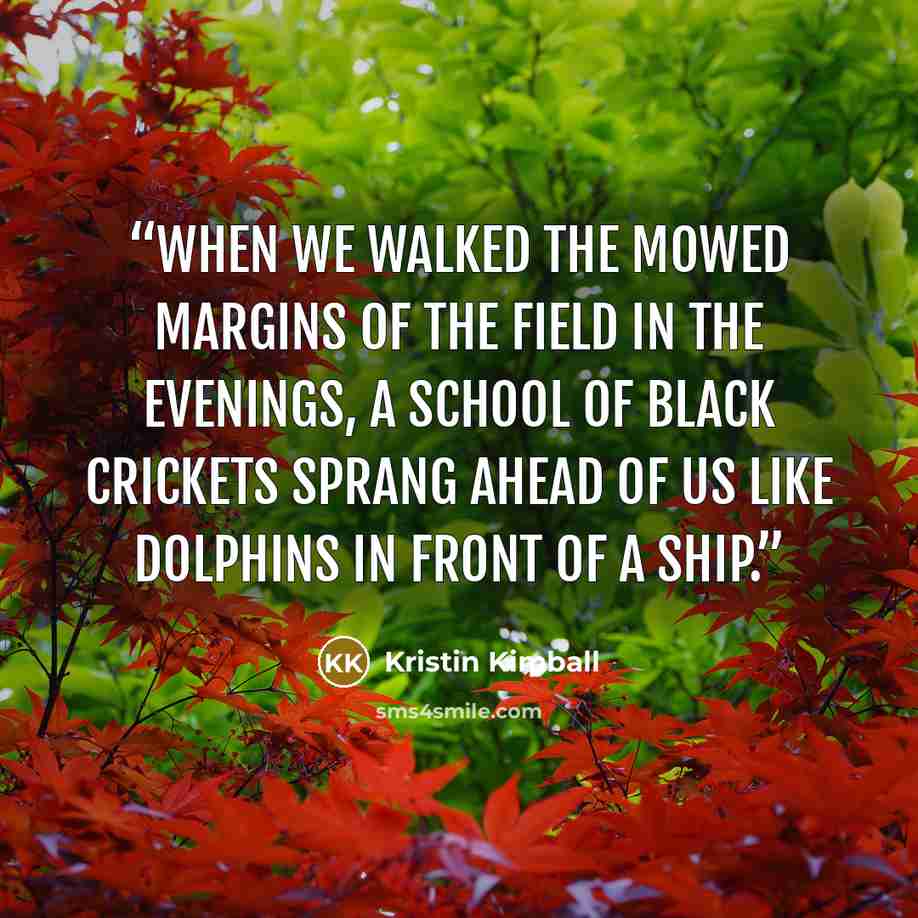 “When we walked the mowed margins of the field in the evenings, a school of black crickets sprang ahead of us like dolphins in front of a ship.” quote by Kristin Kimball