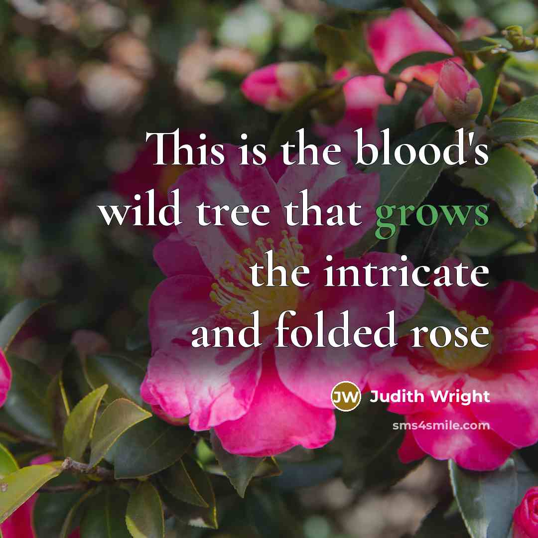 “This is the blood's wild tree that grows the intricate and folded rose” quote by Judith Wright