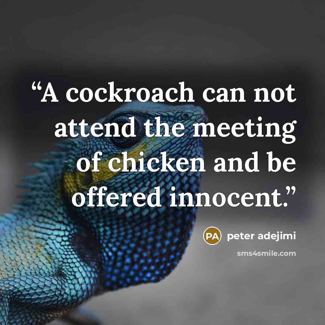 “A cockroach can not attend the meeting of chicken and be offered innocent.” quote by peter adejimi