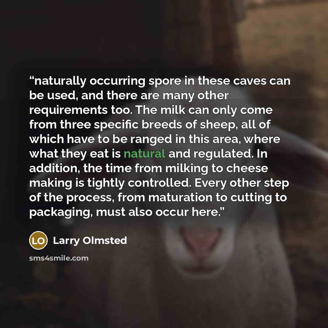 “naturally occurring spore in these caves can be used, and there are many other requirements too. The milk can only come from three specific breeds of sheep, all of which have to be ranged in this area, where what they eat is natural and regulated. In addition, the time from milking to cheese…” quote by Larry Olmsted