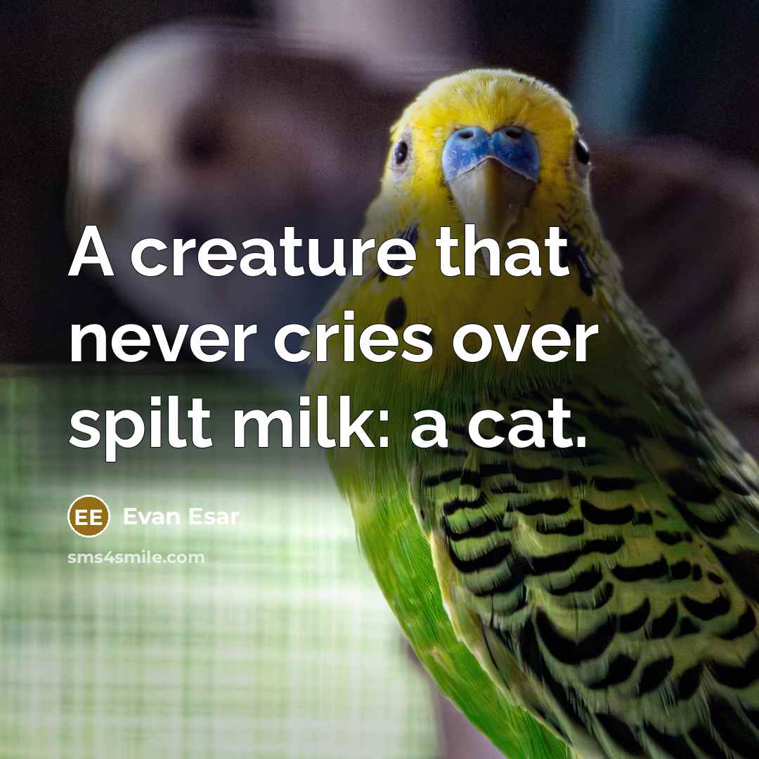 “A creature that never cries over spilt milk: a cat.” quote by Evan Esar