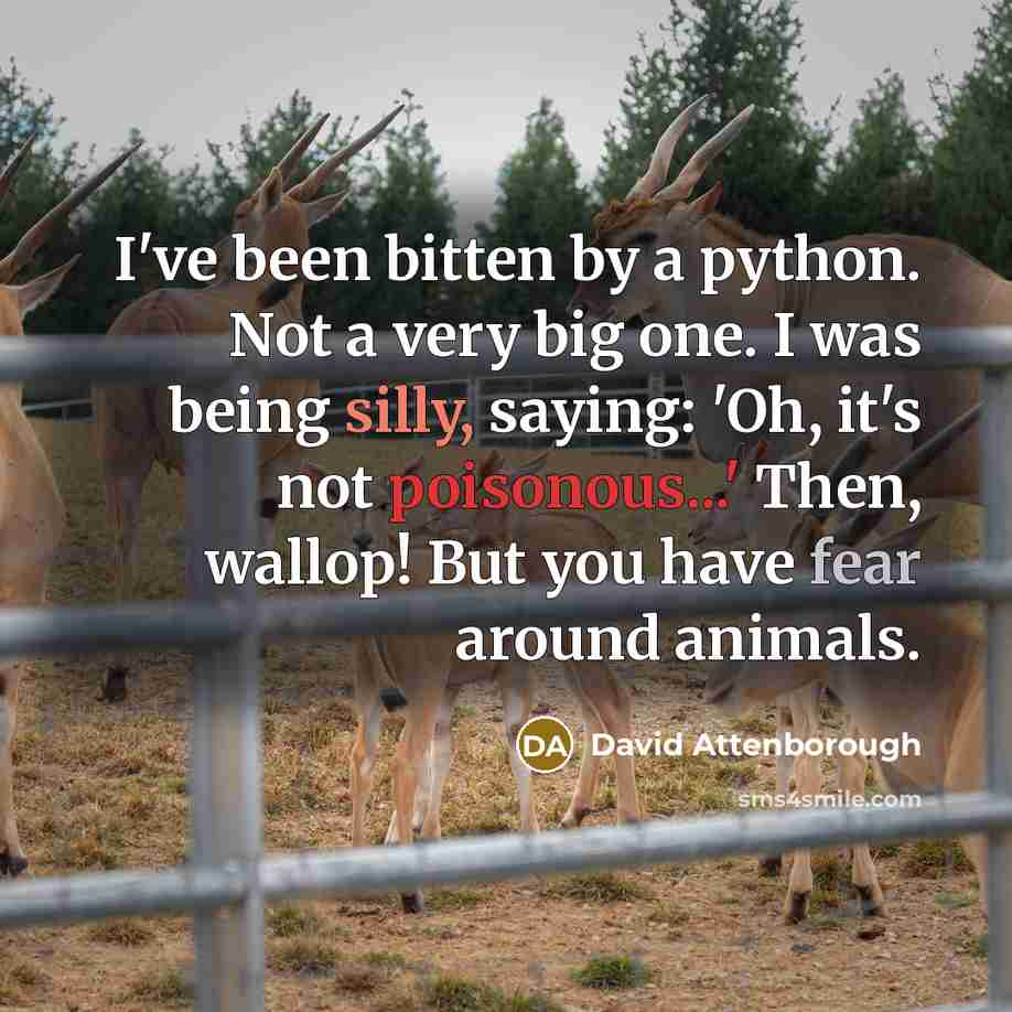 “I've been bitten by a python. Not a very big one. I was being silly, saying: 'Oh, it's not poisonous...' Then, wallop! But you have fear around animals.” quote by David Attenborough