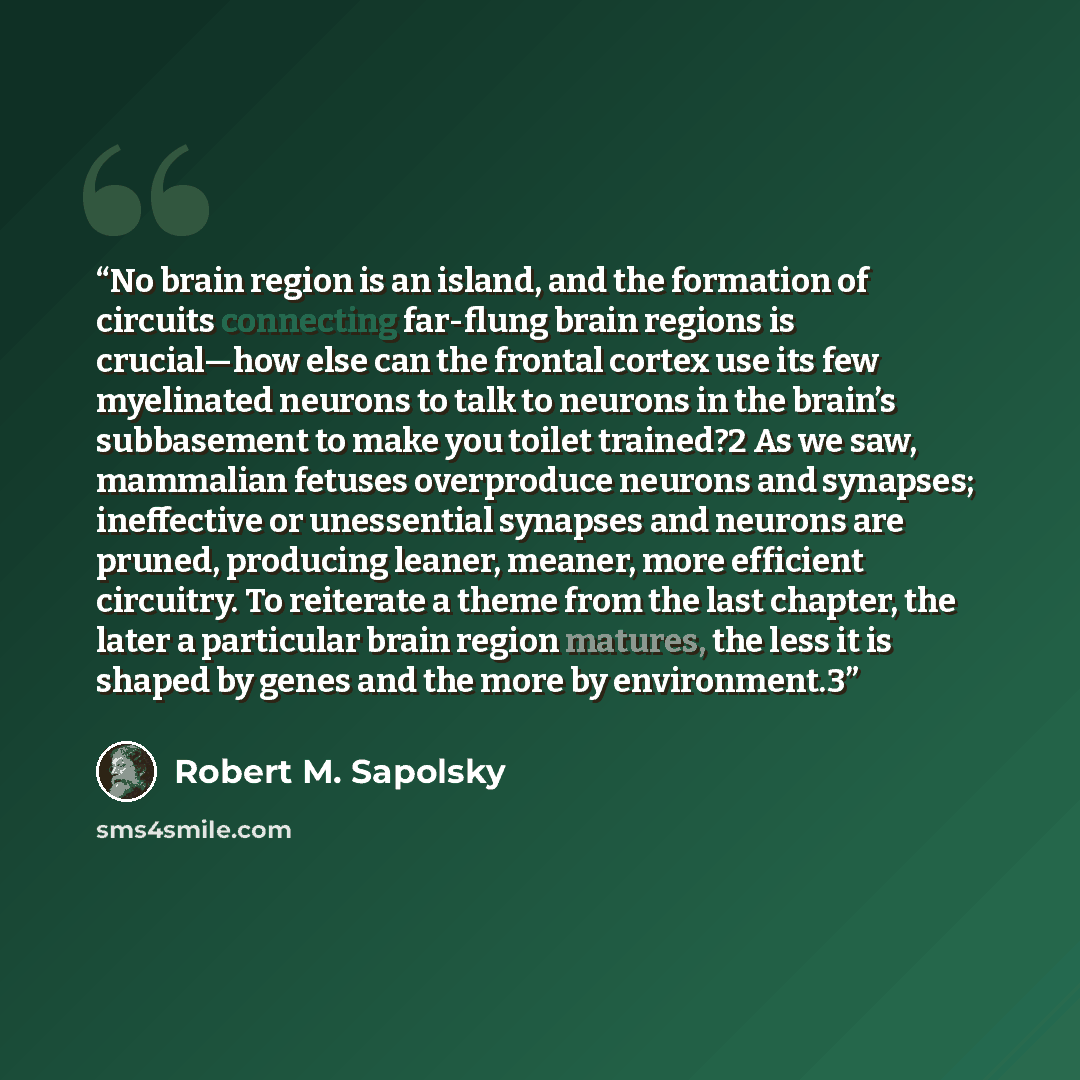 “No brain region is an island, and the formation of circuits connecting far-flung brain regions is crucial—how else can the frontal cortex use its few myelinated neurons to talk to neurons in the brain’s subbasement to make you toilet trained?2 As we saw, mammalian fetuses overproduce neurons and…” quote by Robert M. Sapolsky