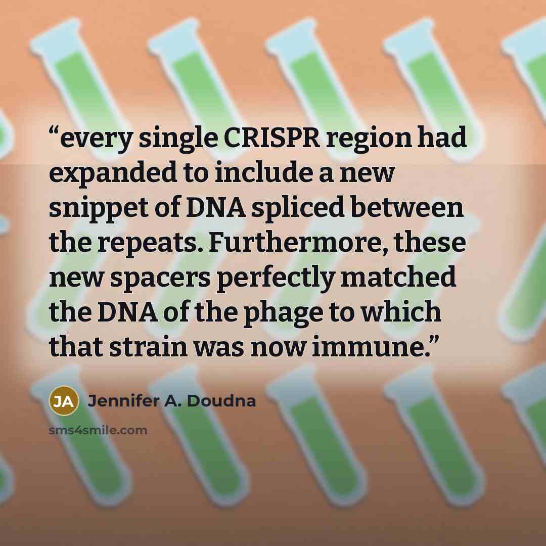 “every single CRISPR region had expanded to include a new snippet of DNA spliced between the repeats. Furthermore, these new spacers perfectly matched the DNA of the phage to which that strain was now immune.” quote by Jennifer A. Doudna