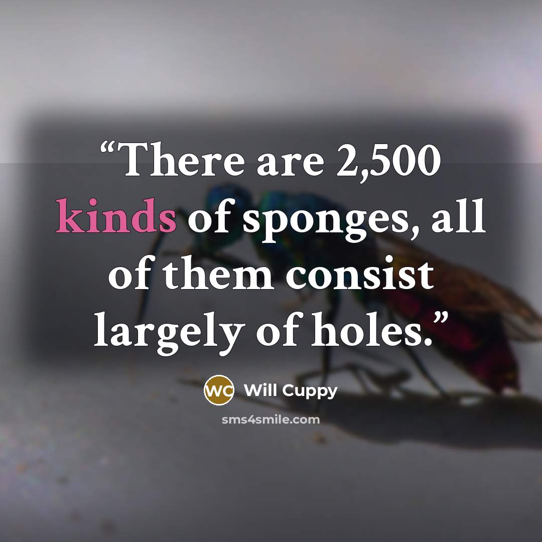 “There are 2,500 kinds of sponges, all of them consist largely of holes.” quote by Will Cuppy
