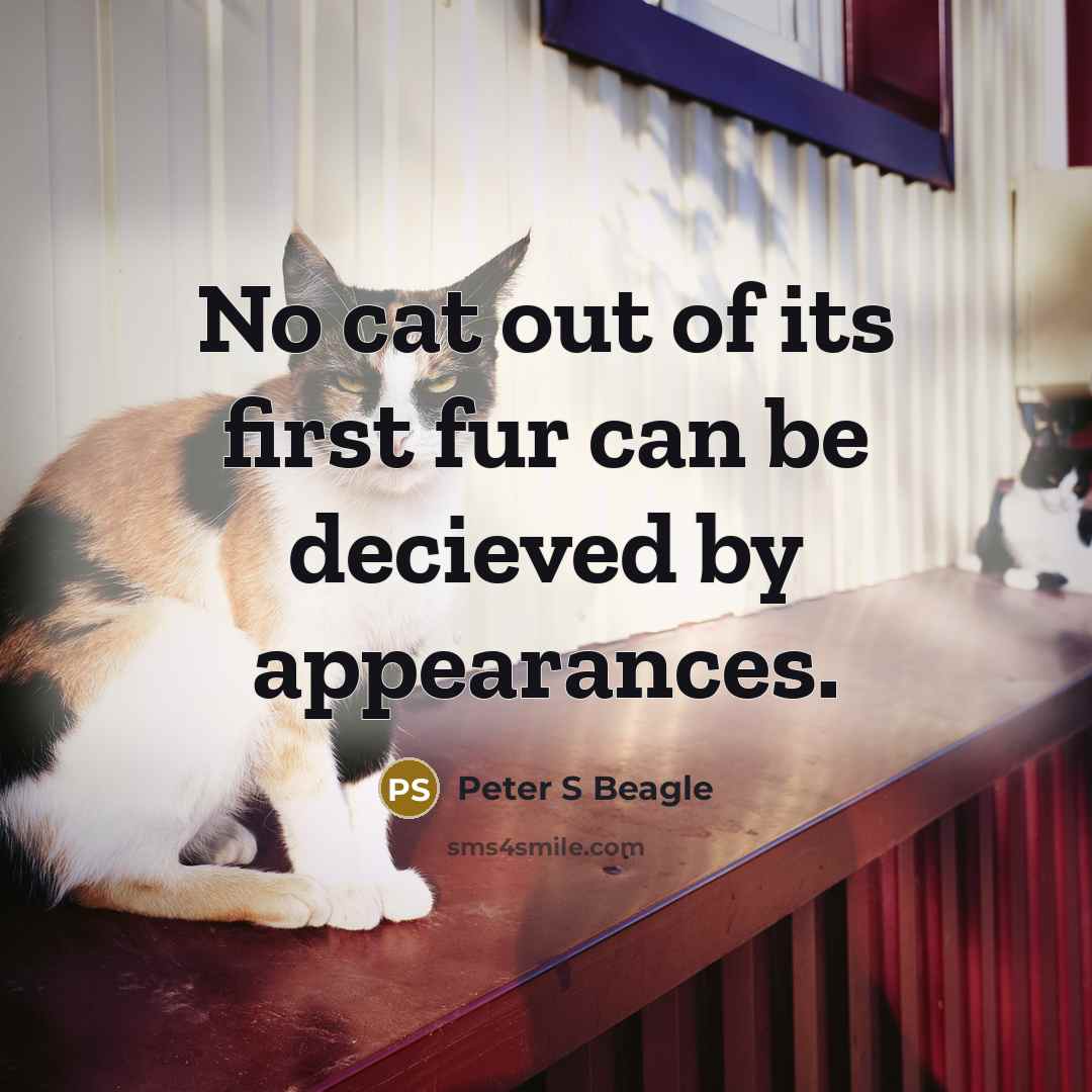 “No cat out of its first fur can be decieved by appearances.” quote by Peter S Beagle