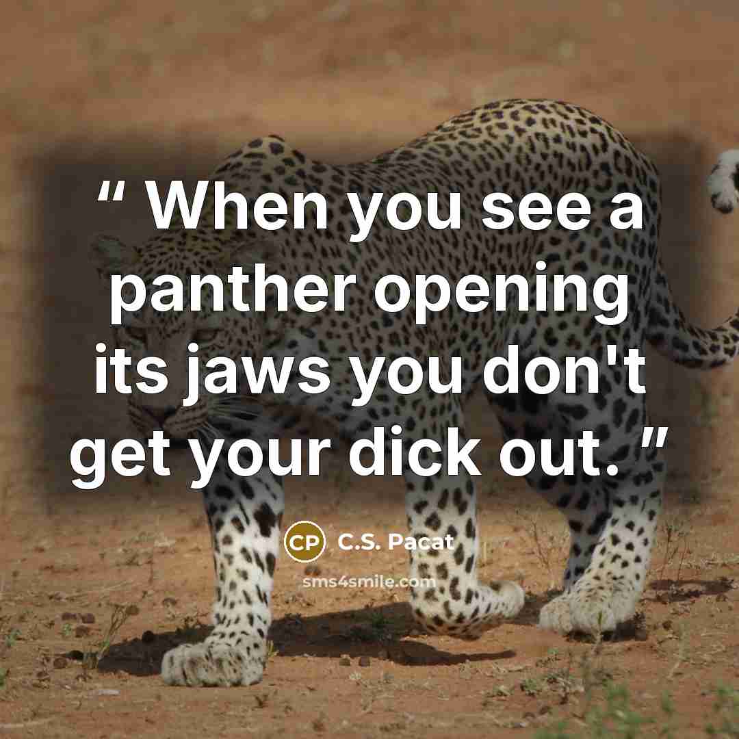 “When you see a panther opening its jaws you don't get your dick out.” quote by C.S. Pacat