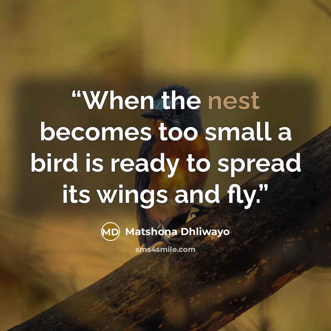“When the nest becomes too small a bird is ready to spread its wings and fly.” quote by Matshona Dhliwayo