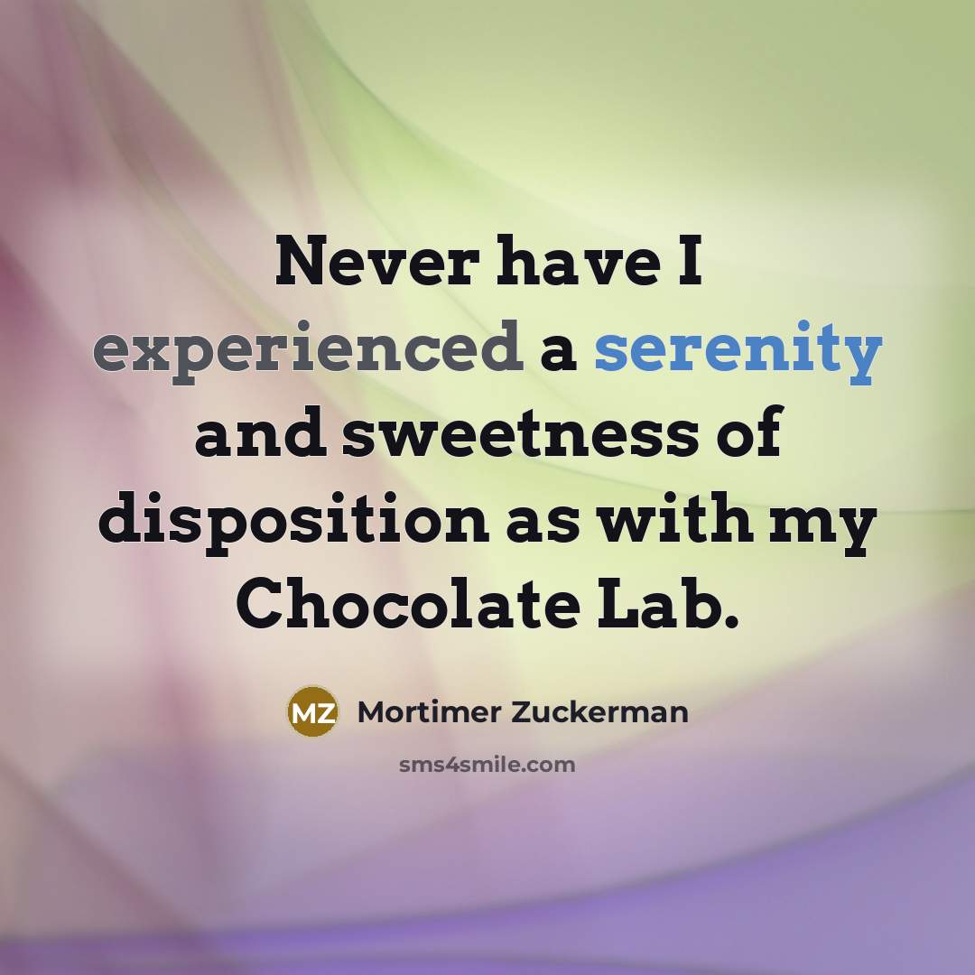 “Never have I experienced a serenity and sweetness of disposition as with my Chocolate Lab.” quote by Mortimer Zuckerman