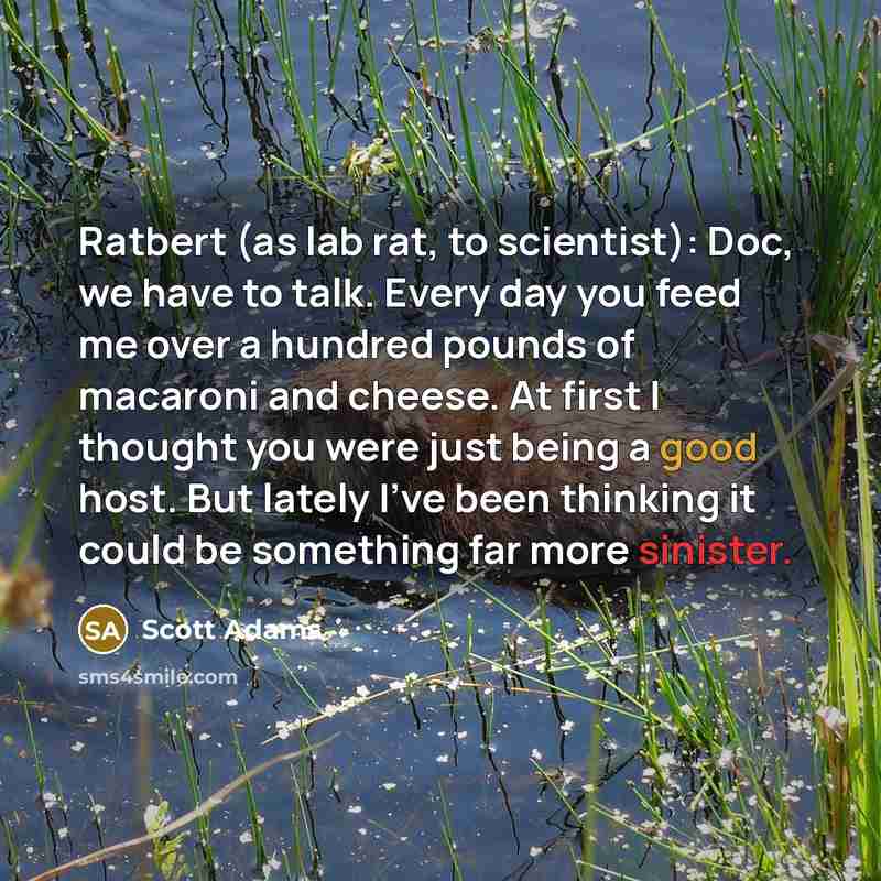 “Ratbert (as lab rat, to scientist): Doc, we have to talk. Every day you feed me over a hundred pounds of macaroni and cheese. At first I thought you were just being a good host. But lately I've been thinking it could be something far more sinister.” quote by Scott Adams