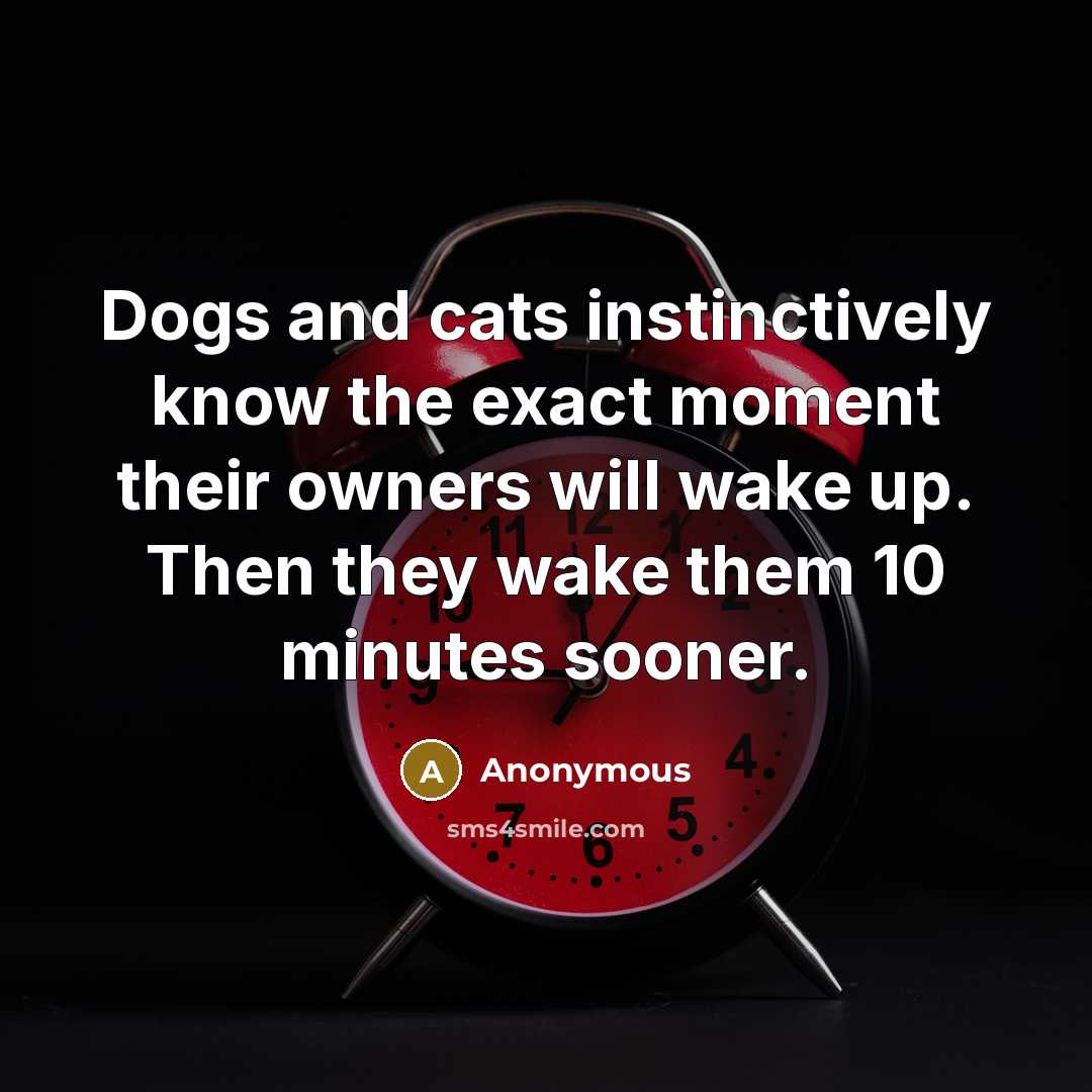 “Dogs and cats instinctively know the exact moment their owners will wake up. Then they wake them 10 minutes sooner.” quote by Anonymous