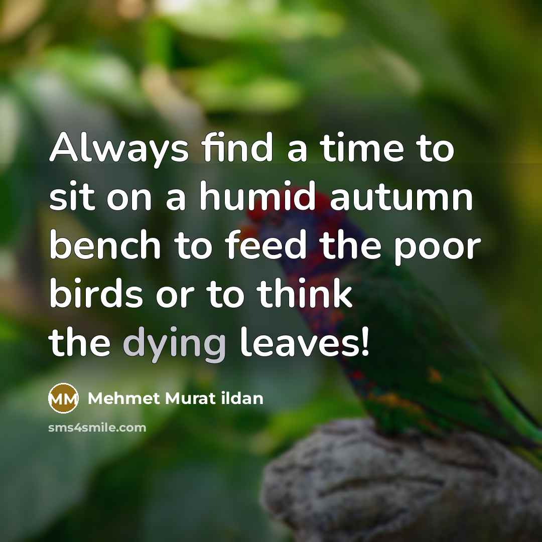 “Always find a time to sit on a humid autumn bench to feed the poor birds or to think the dying leaves!” quote by Mehmet Murat Ildan
